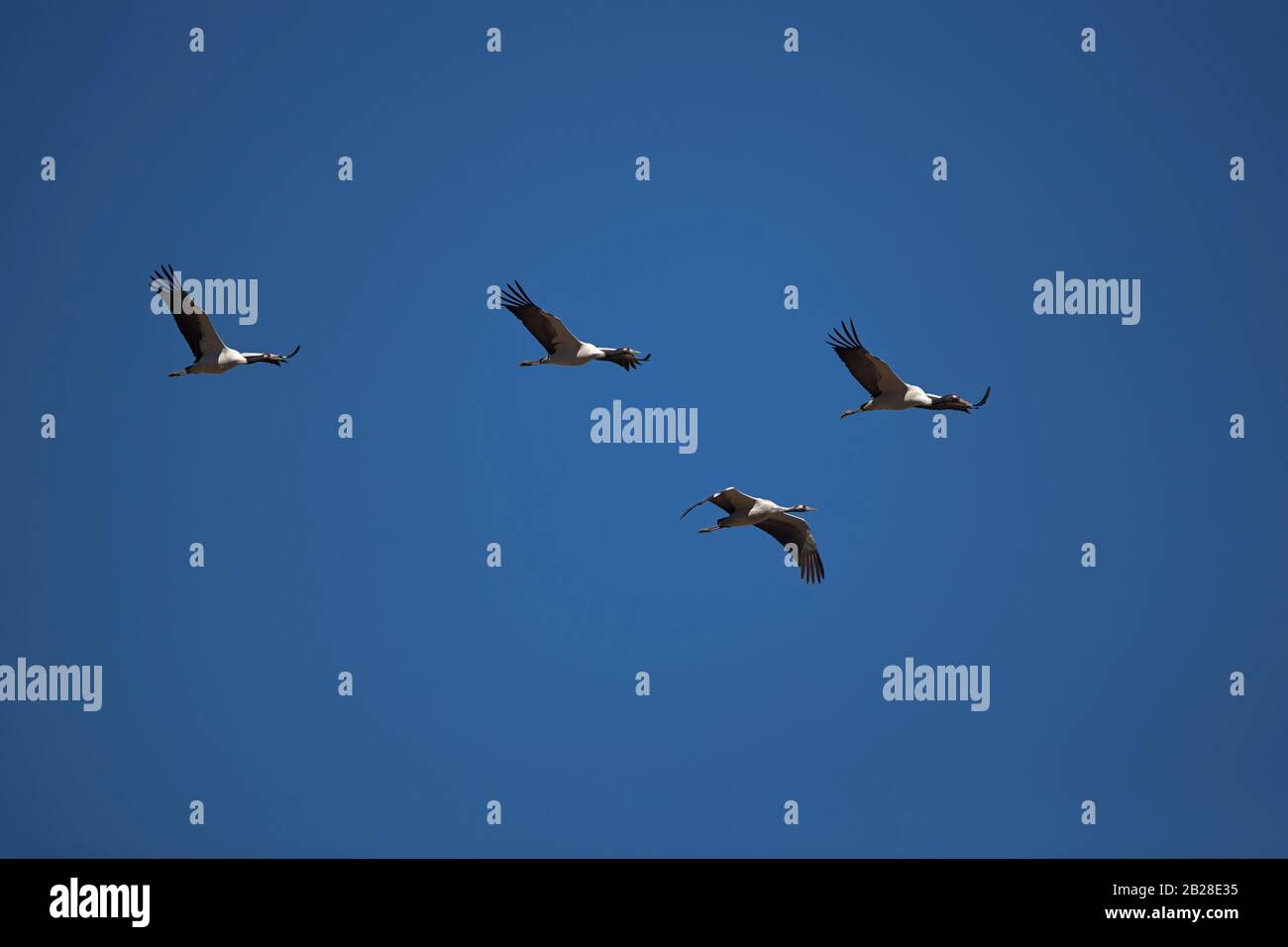 Black-necked Cranes (Grus nigricollis) in flight above the Phobjikha Valley, the most importan wintering ground in Bhutan Stock Photo