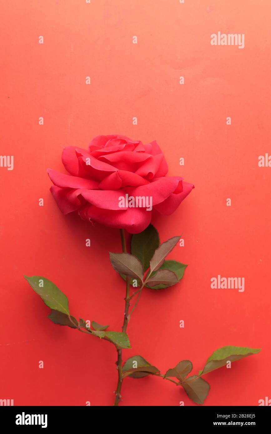 top view of fresh red rose on red background Stock Photo - Alamy