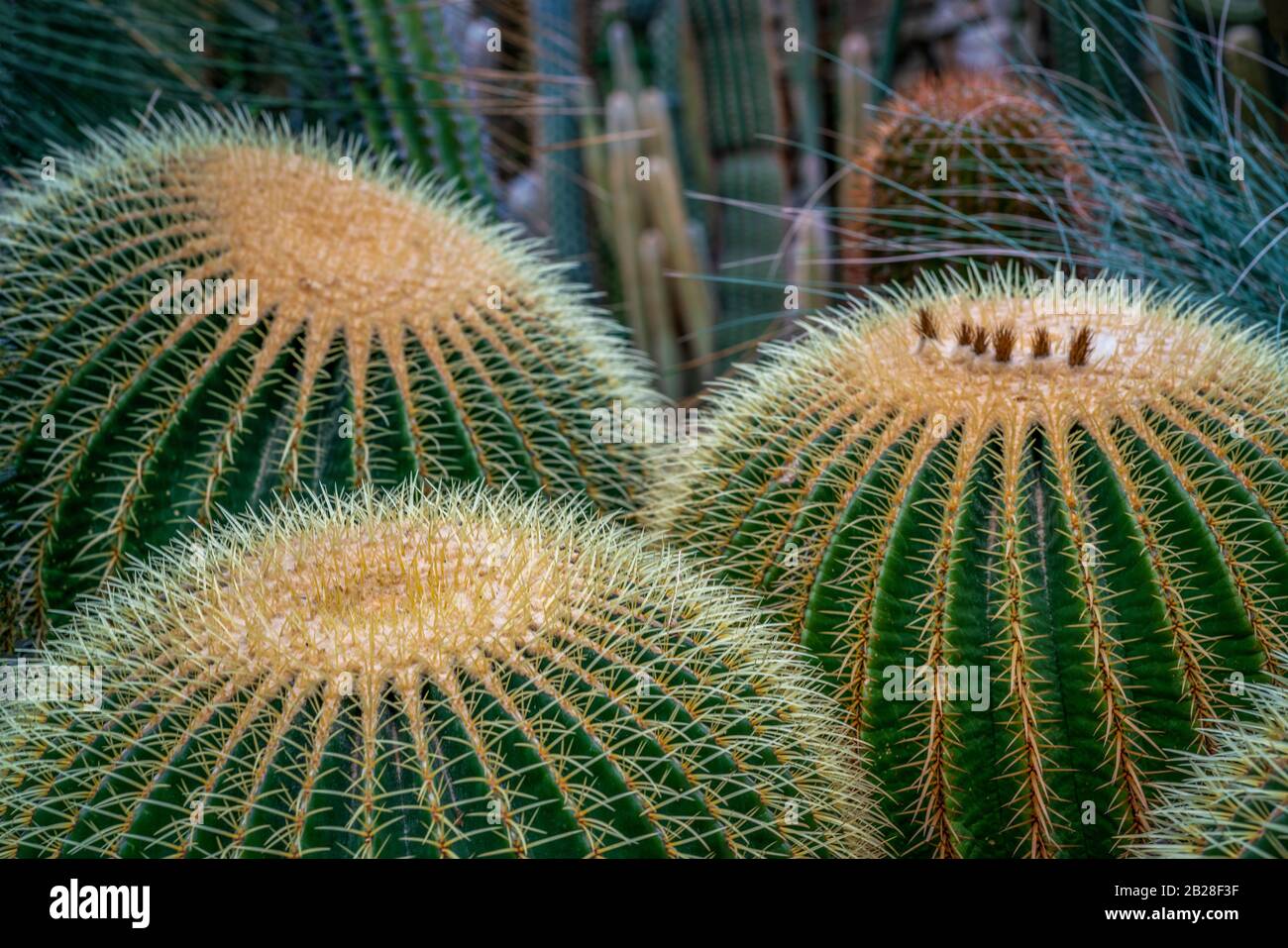 Three hugh Echinocactus grusonii (mother in laws cushion) cactusses Stock Photo
