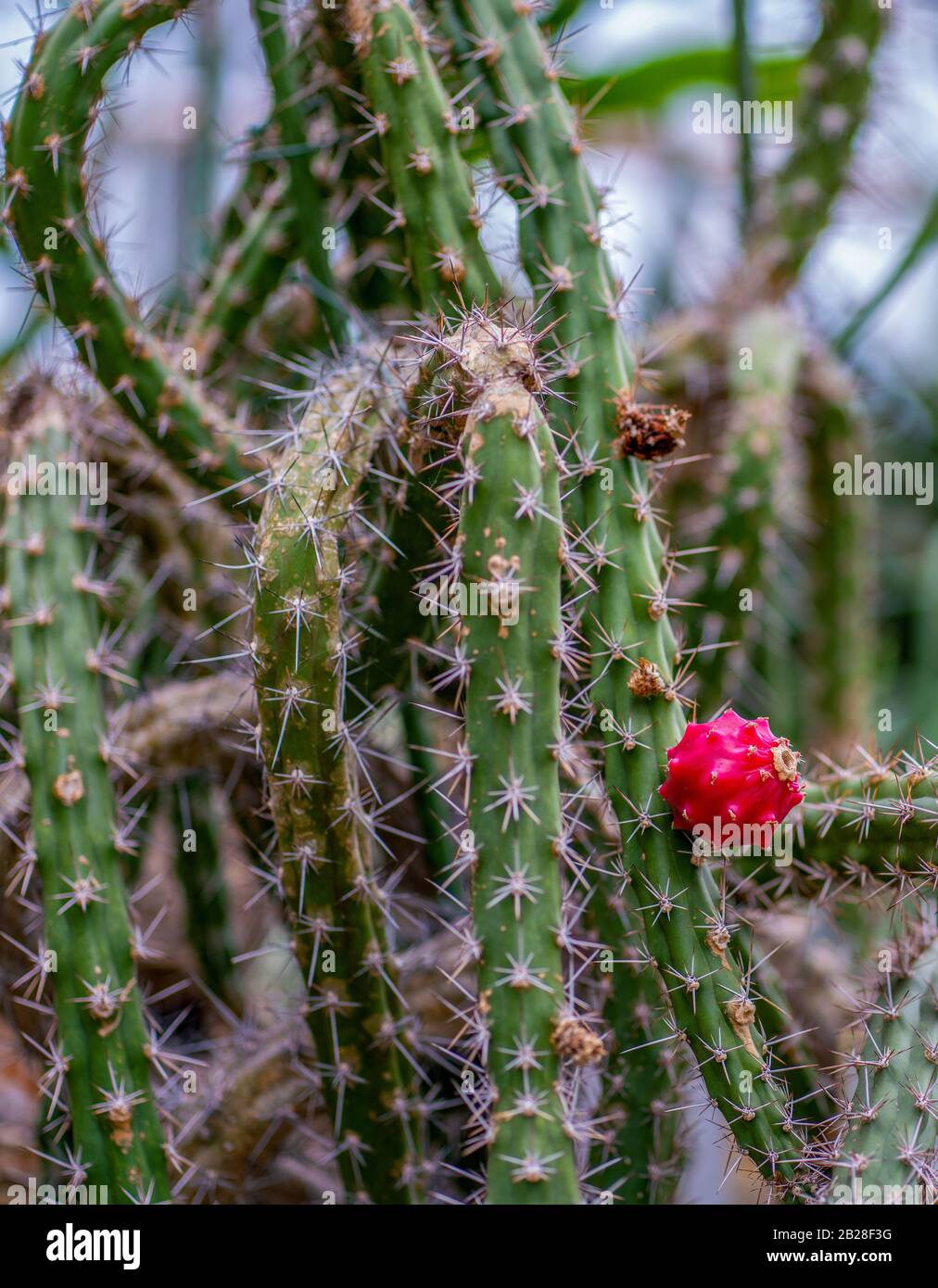 Detailed close up of a harrisia tortuosa cactus with a red fruit Stock Photo