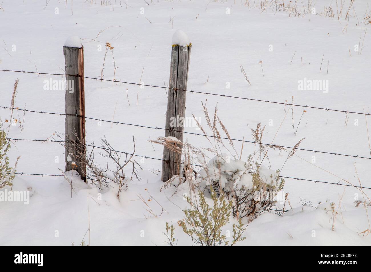 Two wooden post isolated along the 4 wire barbed wire fence standing in the snow with golden foliage. Stock Photo