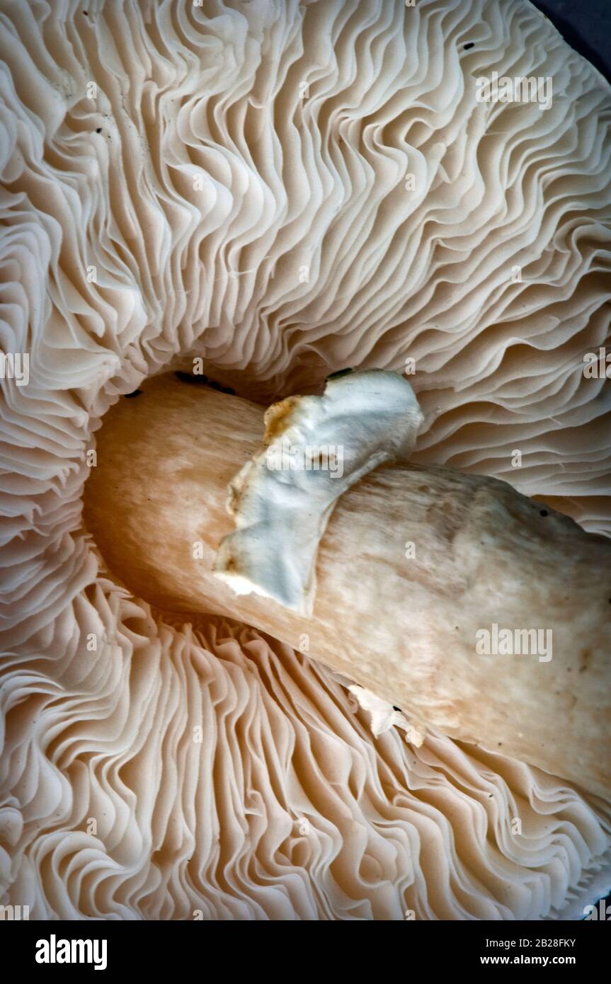 Portobello mushroom as seen from underneath to its gills, ring, skirt