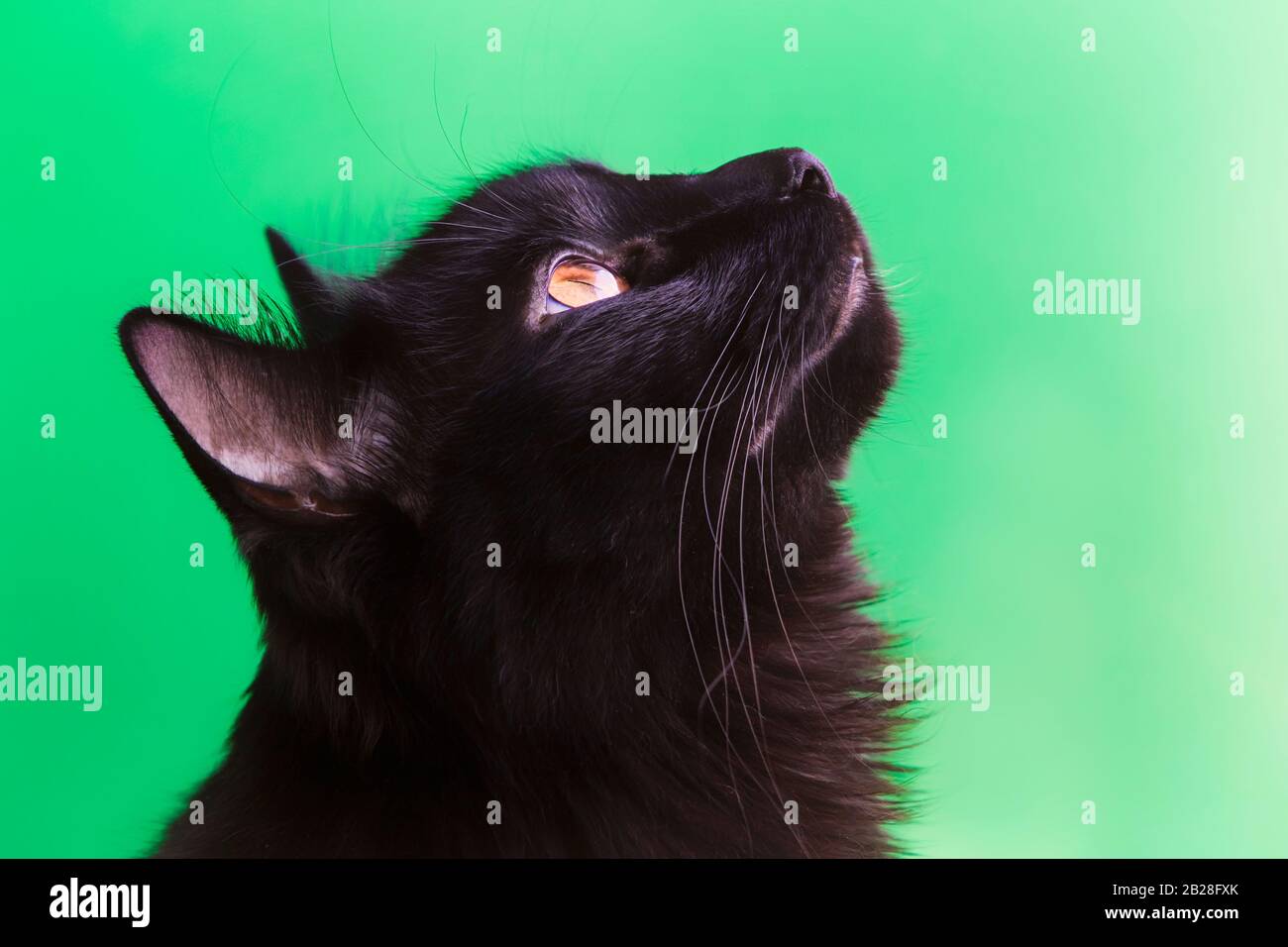 black cat with amber eyes
