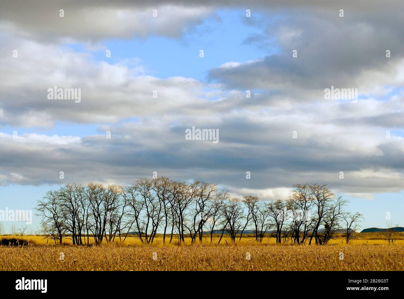Lined, leafless trees along the fence line of a farmer’s late fall ...