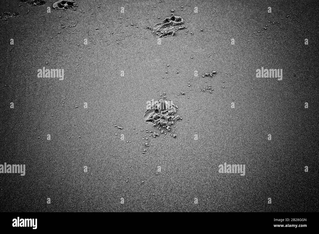 Dog tracks marked on beach, animals in freedom Stock Photo - Alamy