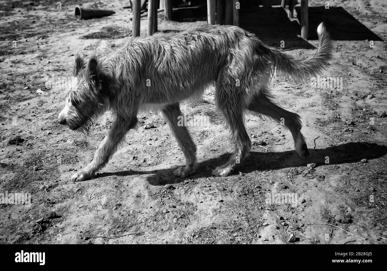 Dog in enclosed kennel, abandoned animals, abuse Stock Photo Alamy