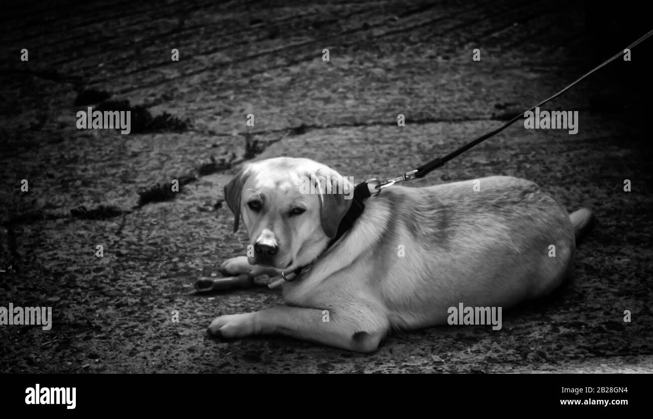 Dog tied in street alone, pets Stock Photo Alamy