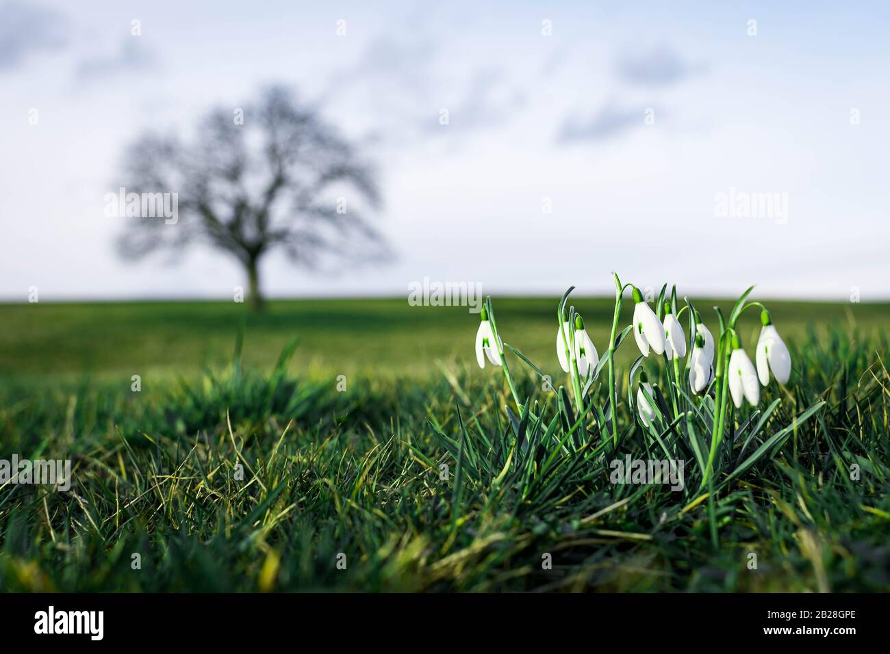 Isolated green tree on a green field with black and white style flower spring Stock Photo