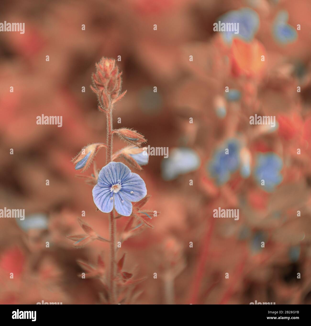 Beautiful blue flower in the forest art photo Stock Photo - Alamy