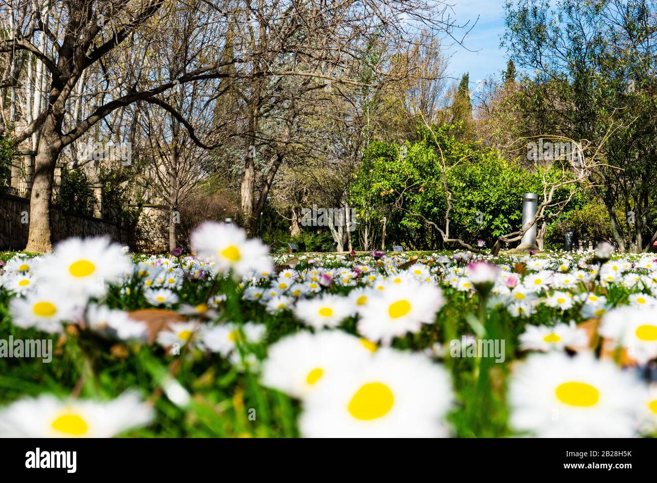 Image Daisy Exploding Blossom explosion hi-res stock photography and images - Alamy