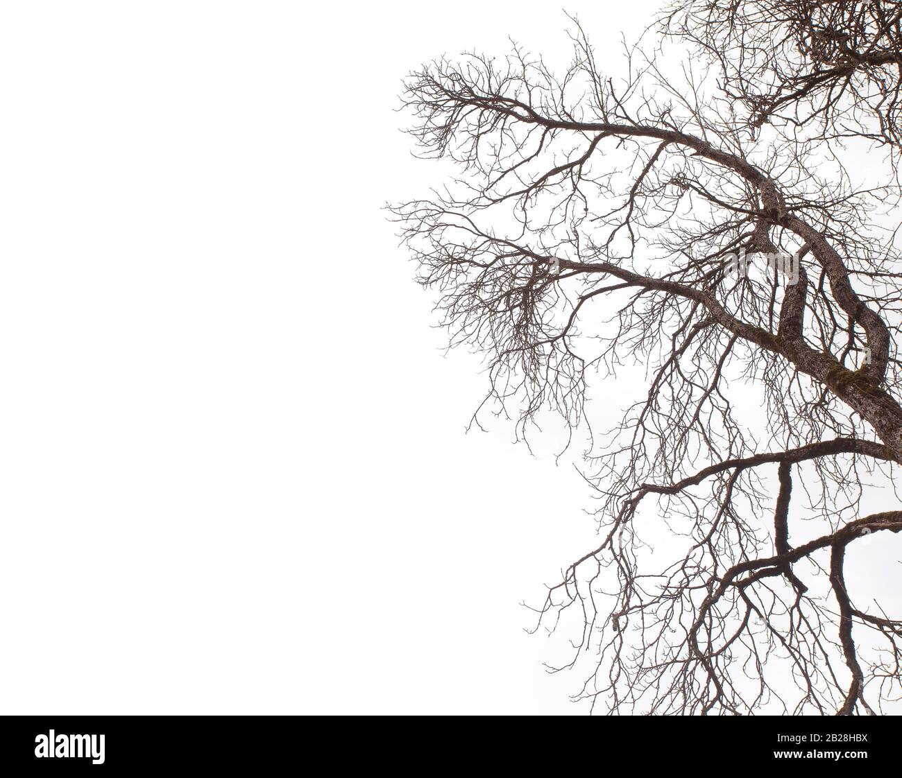 dry tree branch isolated on white background Stock Photo - Alamy