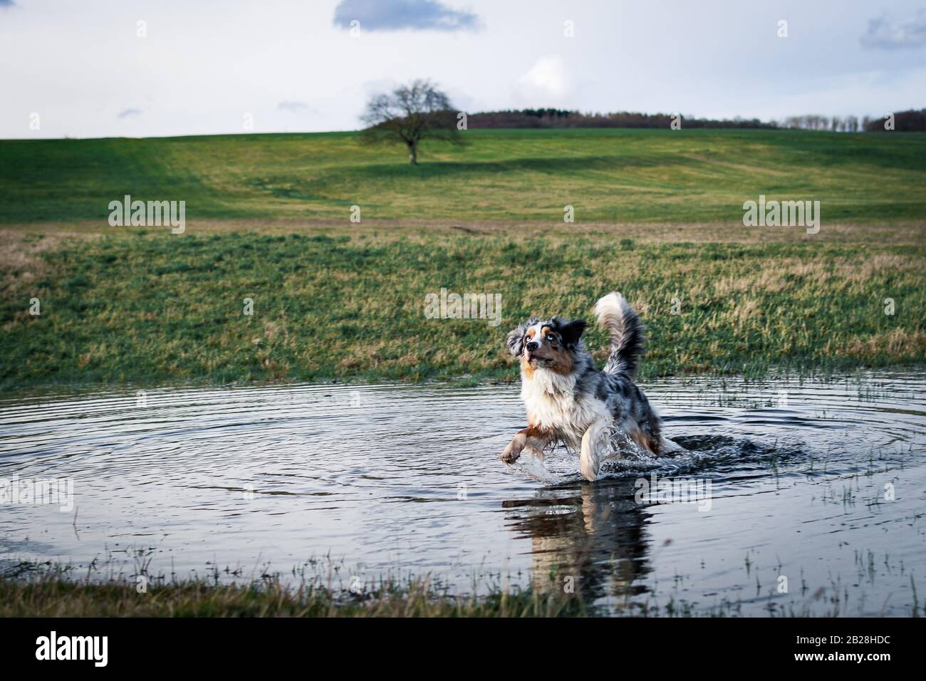 australian shepherd dog jumping in water infront of green gras four Stock Photo