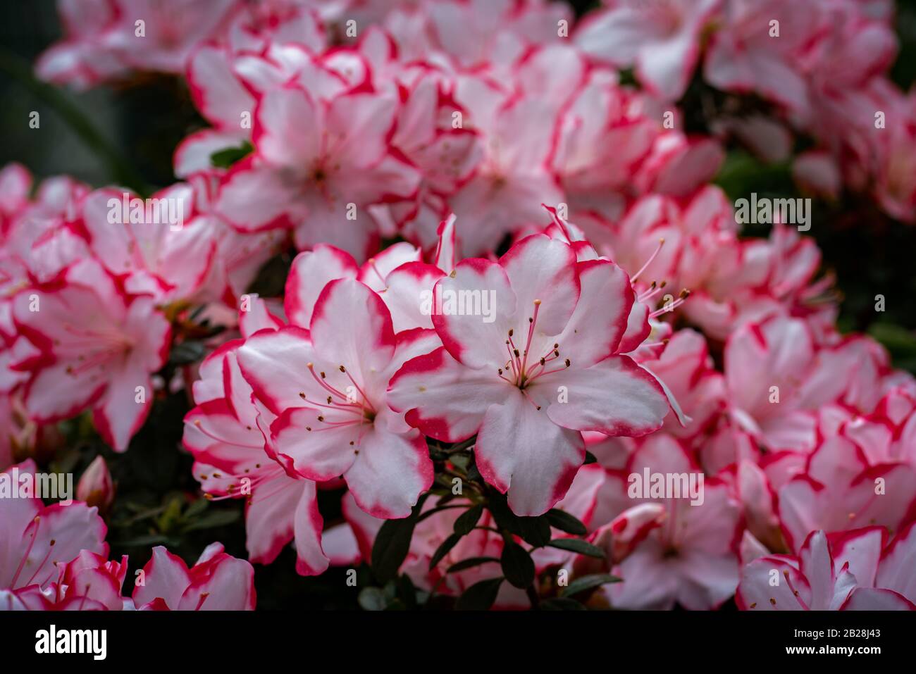 Rhododendron simsii "Sachsenstern" blooming with beautiful white and