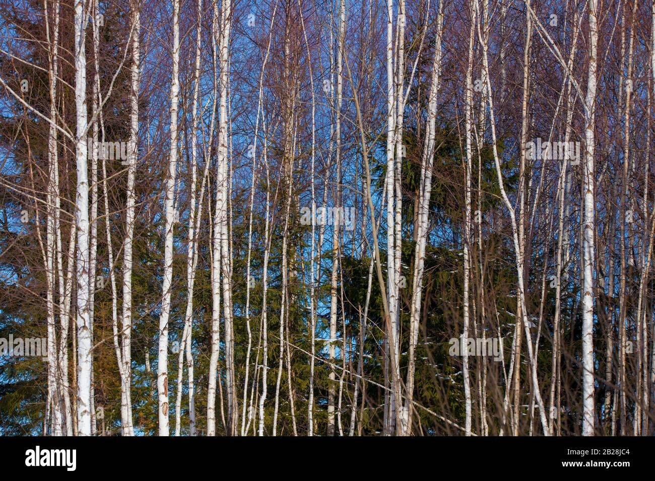 birch tree forest in the winter Stock Photo Alamy