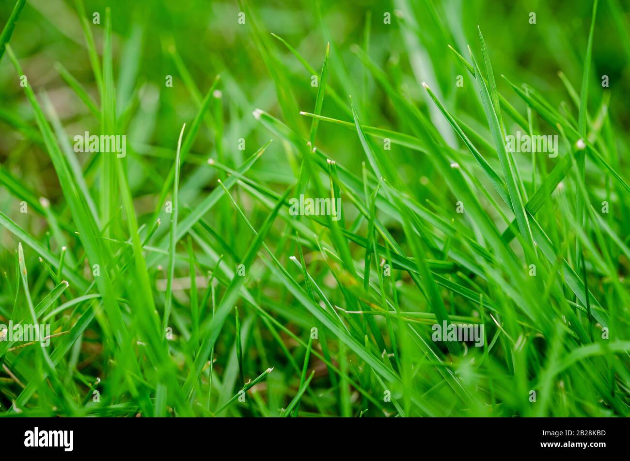 Closeup of grass strands on a field. Green Background. Stock Photo