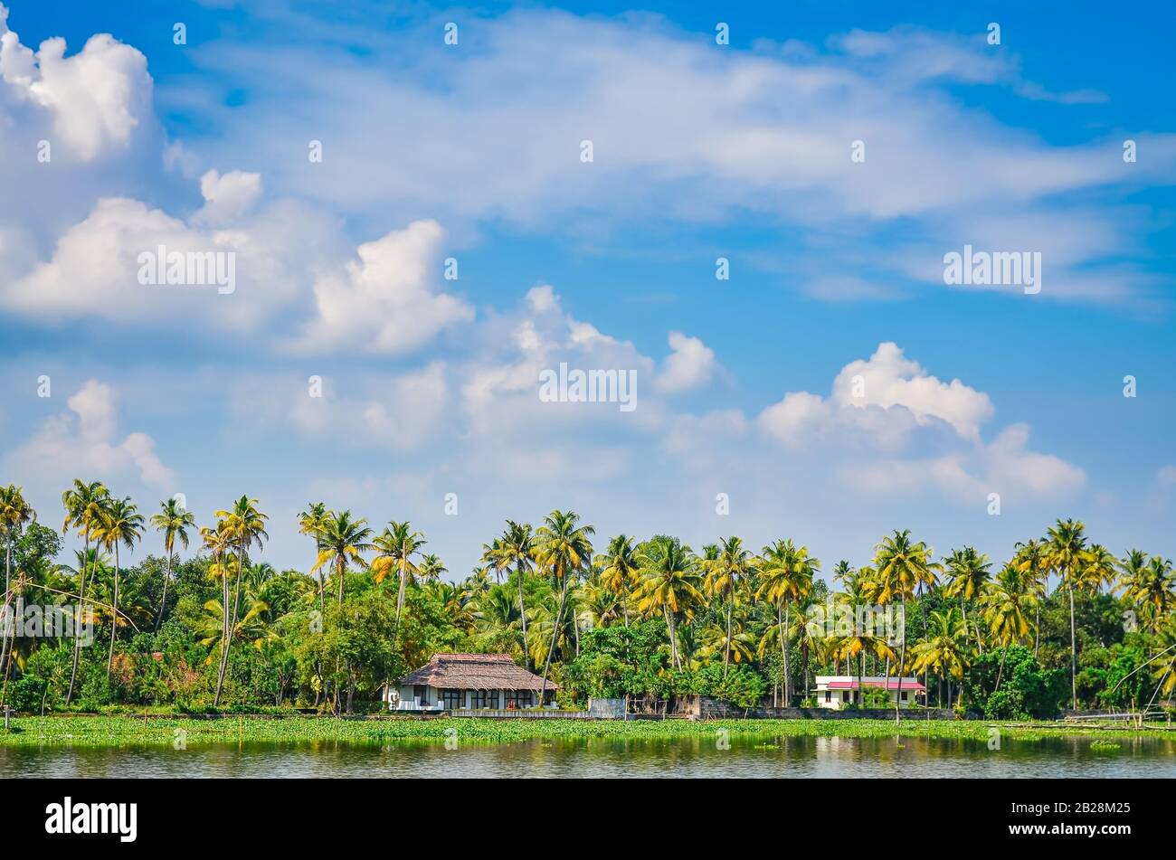 Coconut trees and small houses on the bank of backwaters of Kerala. Stock Photo