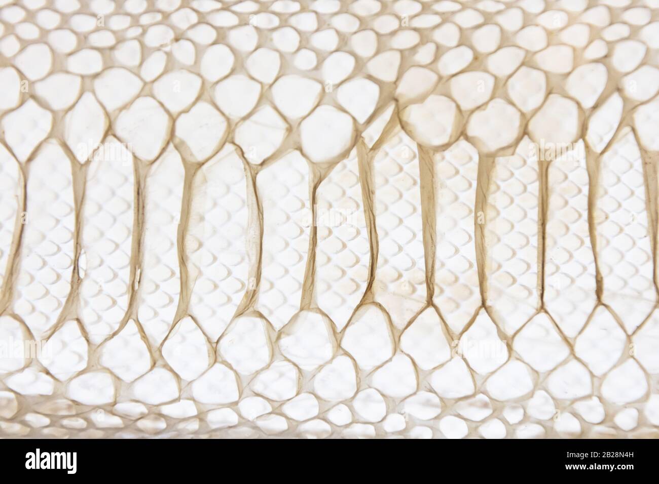 Leather texture of snakes backlit by light Stock Photo
