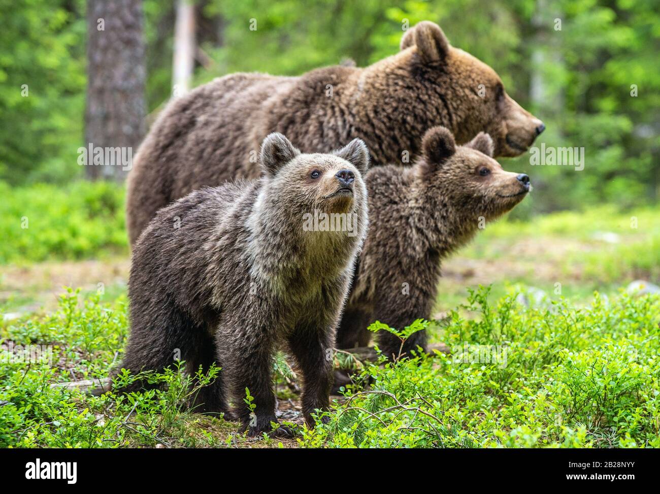 She-bear and cubs in the summer forest. Natural Habitat. Brown bear ...