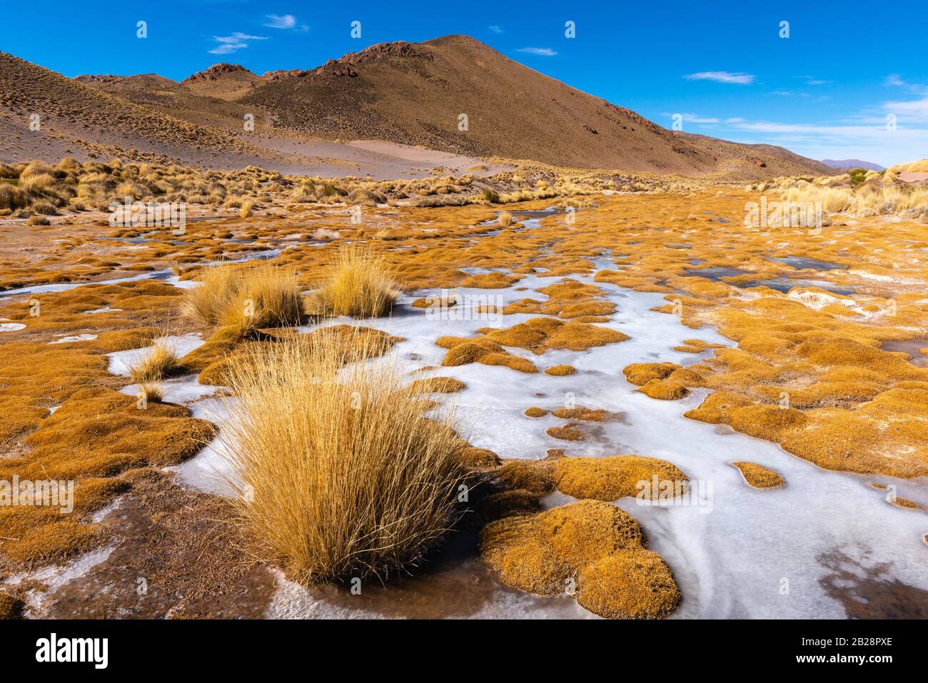 Peruvian feathergrass landscape with feather grass (jarava ichu), High Andes, Andes, Jujuy Province, Argentina Stock Photo