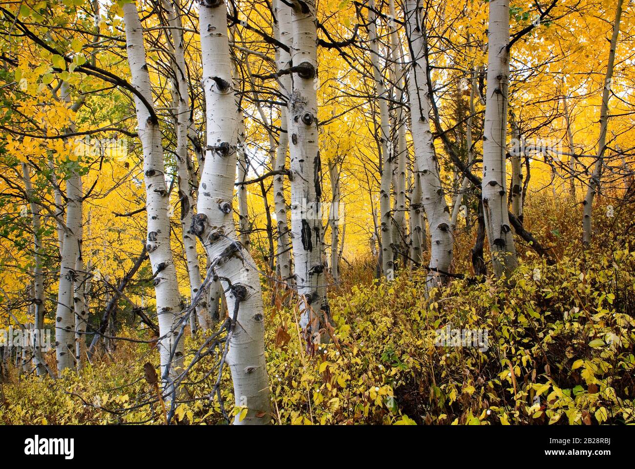 Canopy Of Yellow Leaves High Resolution Stock Photography and Images ...