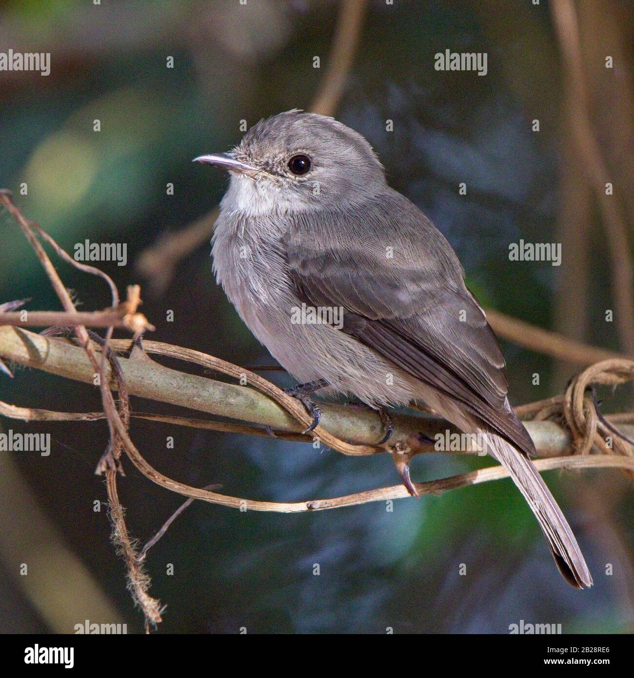 Swamp Flycatcher (Muscicapa aquatica) adult, Gambia Stock