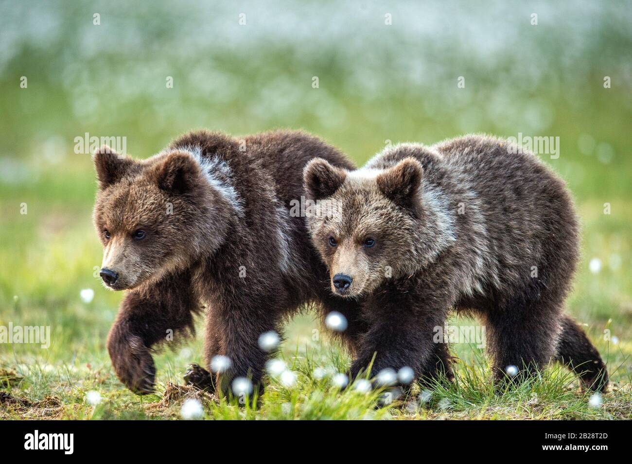 Cubs of brown bear in te summer forest. Natural habitat. Scientific ...