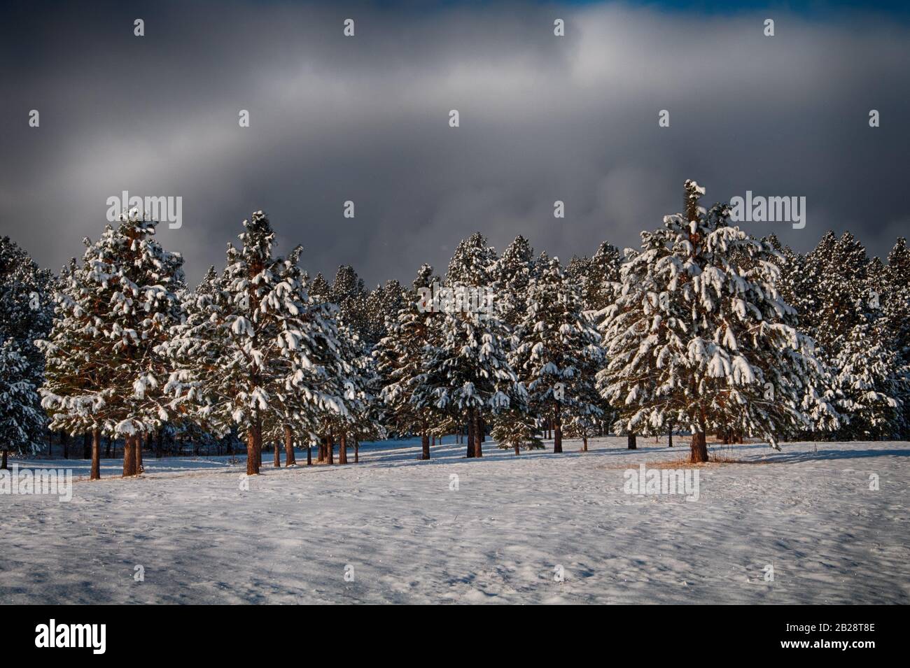 Winter scene of snow flocked fur trees under a blanket of fog with hits of blue sky Stock Photo