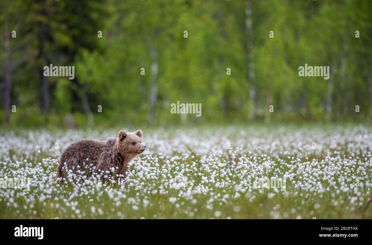 Cub of Brown bear in the forest among white flowers. Summer season ...
