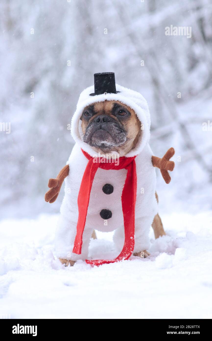 French Bulldog dog dressed up with funny snowman full body suit costume  with red scarf, fake stick arms and small top hat in winter snow landscape  Stock Photo - Alamy