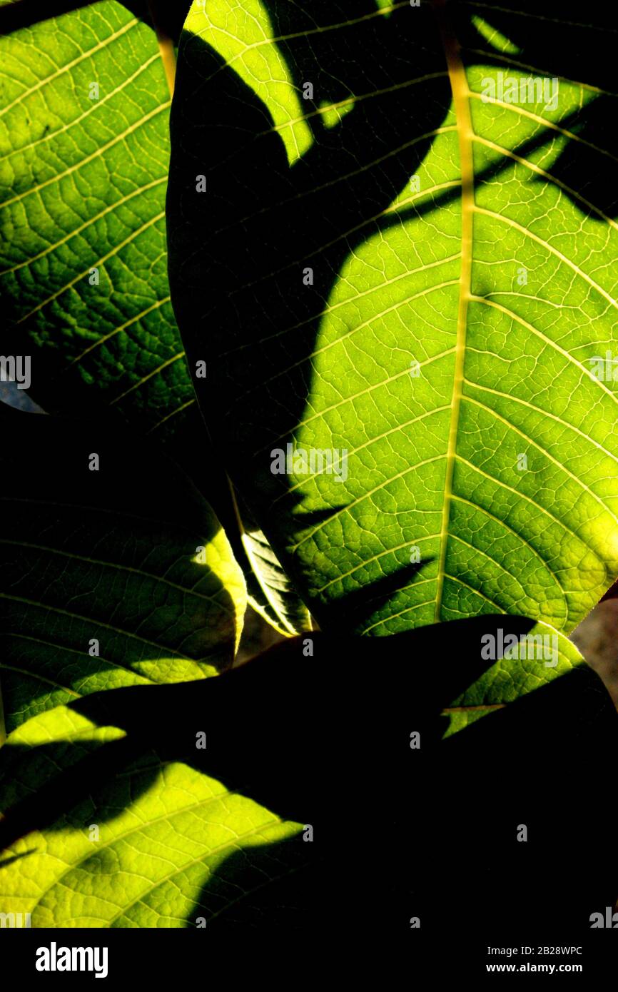 The leaves of a Poinsettia plant taken from underneath with the sun ...