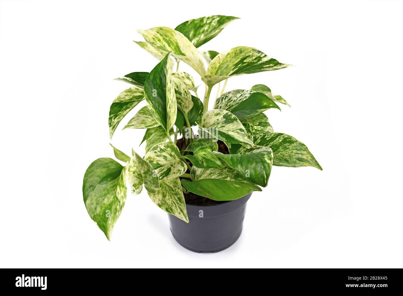 Vertical closeup of the Epipremnum Pinnatum leaves, commonly known as Marble  queen Stock Photo by wirestock