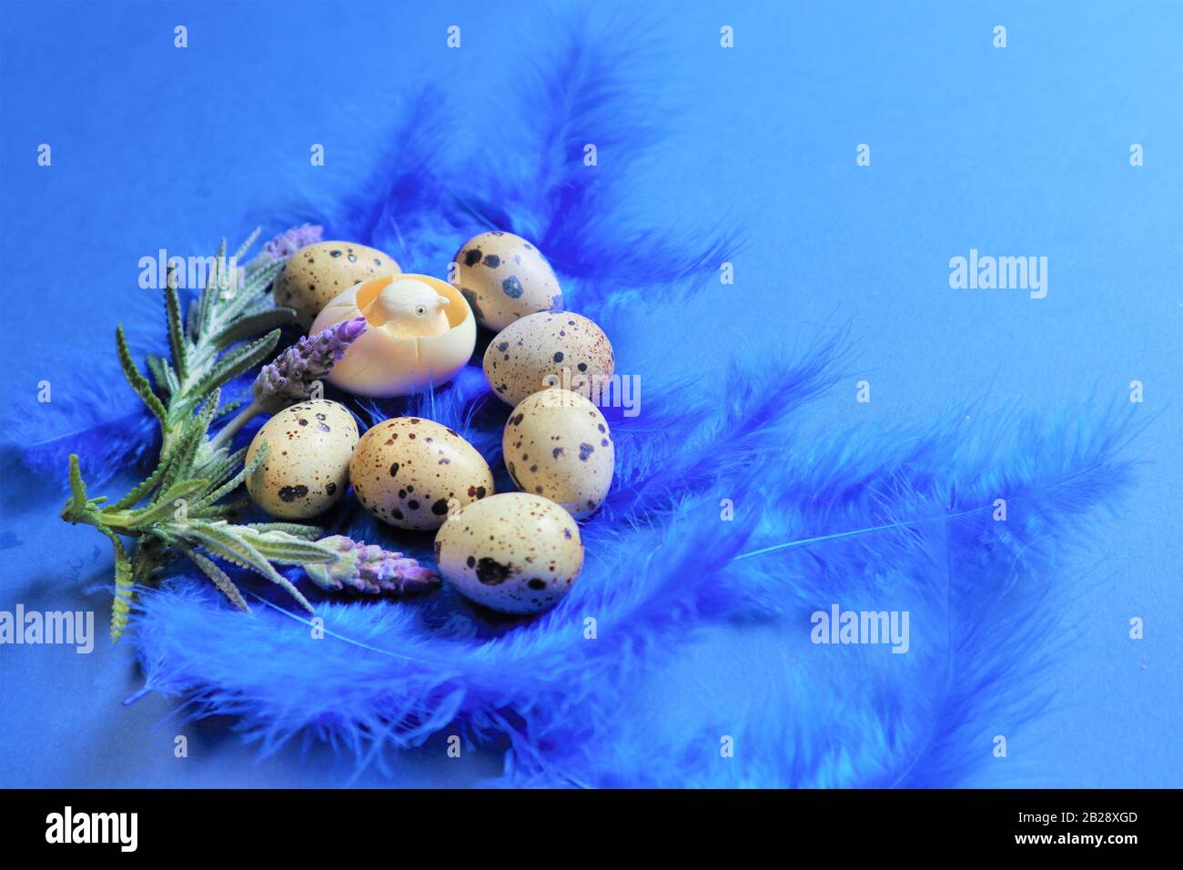Easter concept. Quail eggs on blue bird feathers in trendy color on a ...