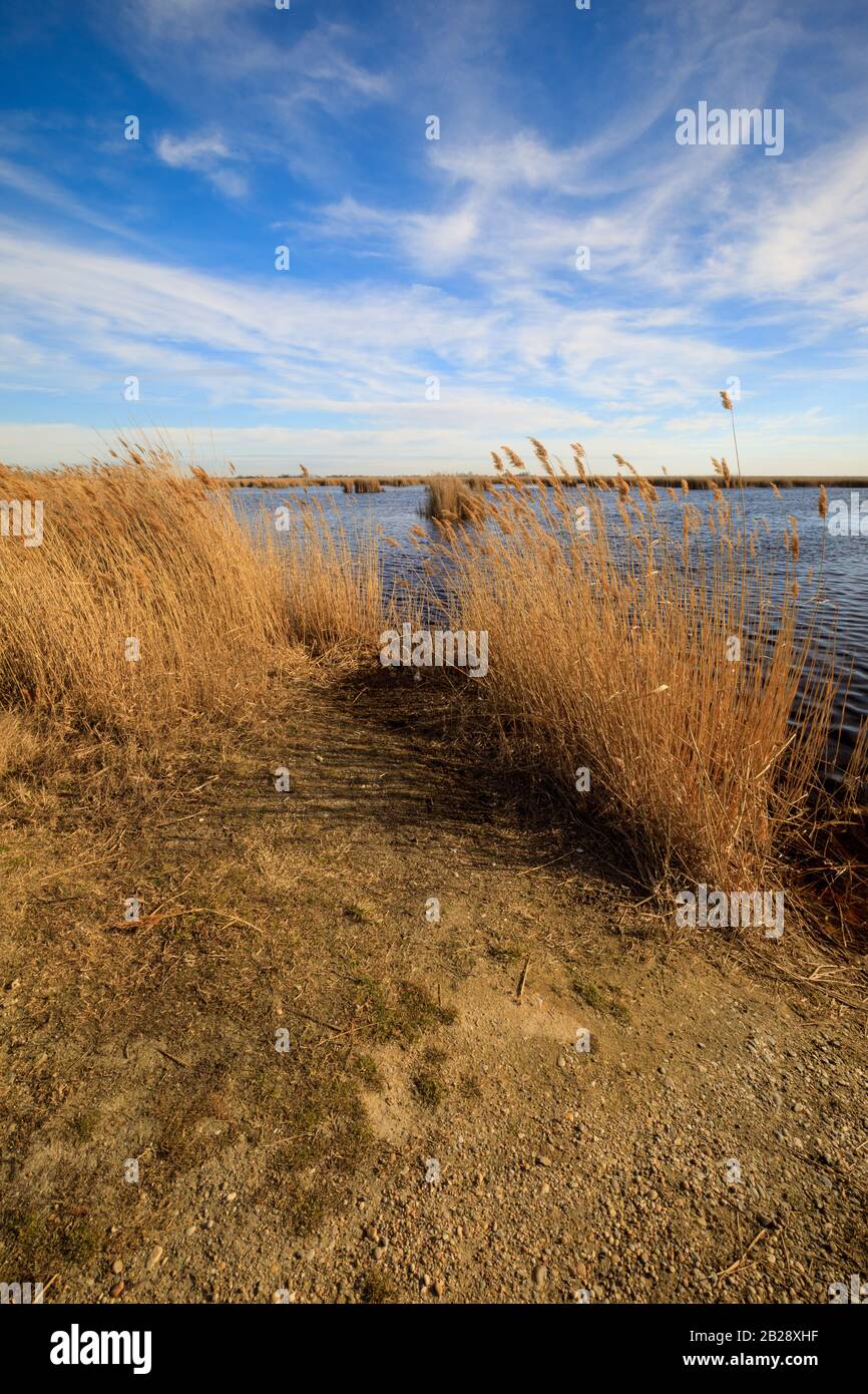 reed at lake neusiedl under blue sky in summer Stock Photo