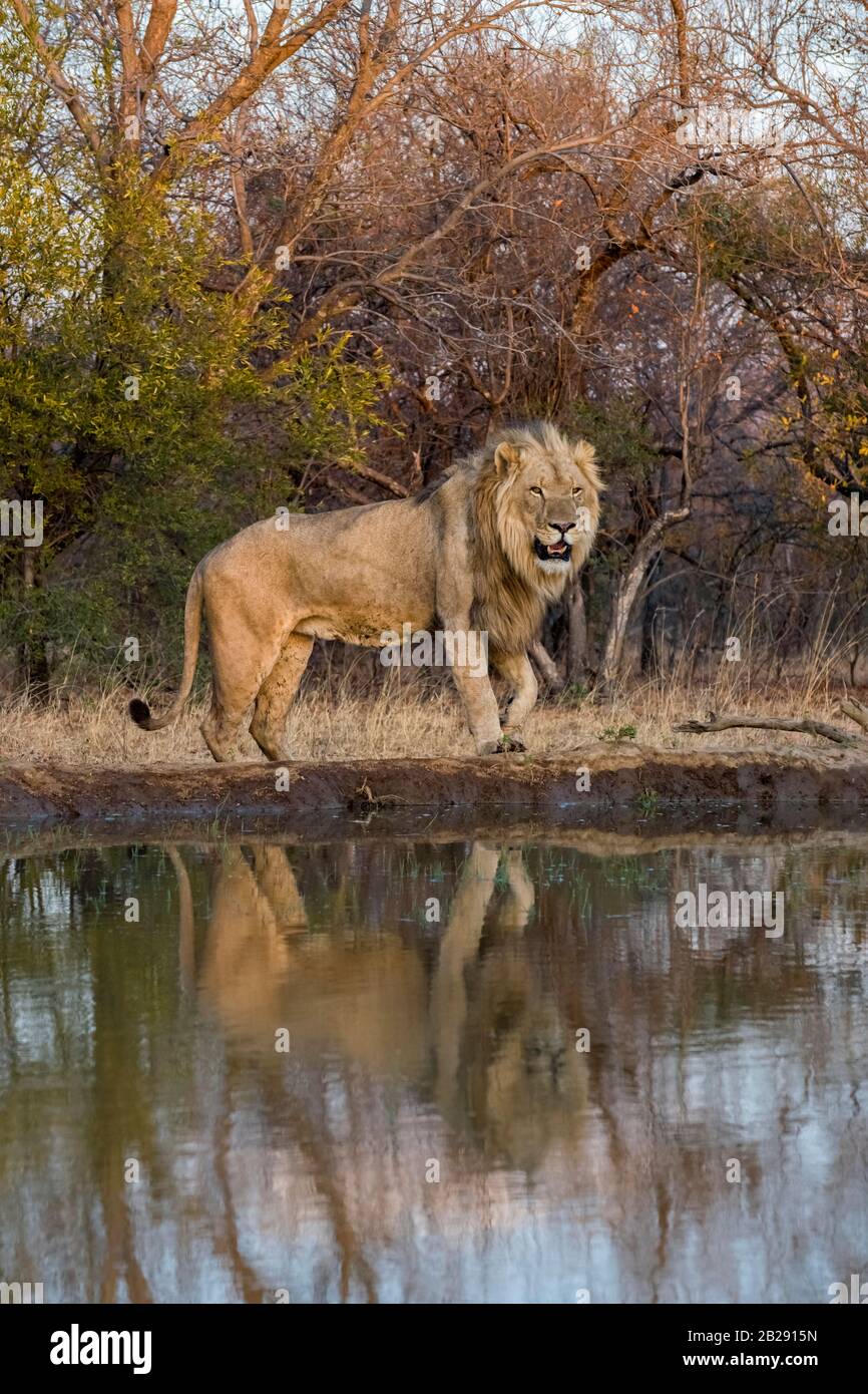 Male Lion at the Waterhole with Beautiful backdrop and Reflection Stock Photo