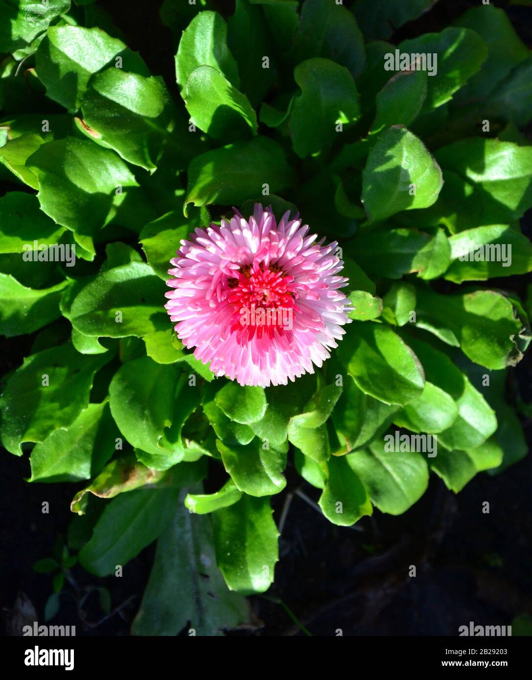 A Bellis perennis Pomponette Bicolour daisy flower seen from above Stock Photo