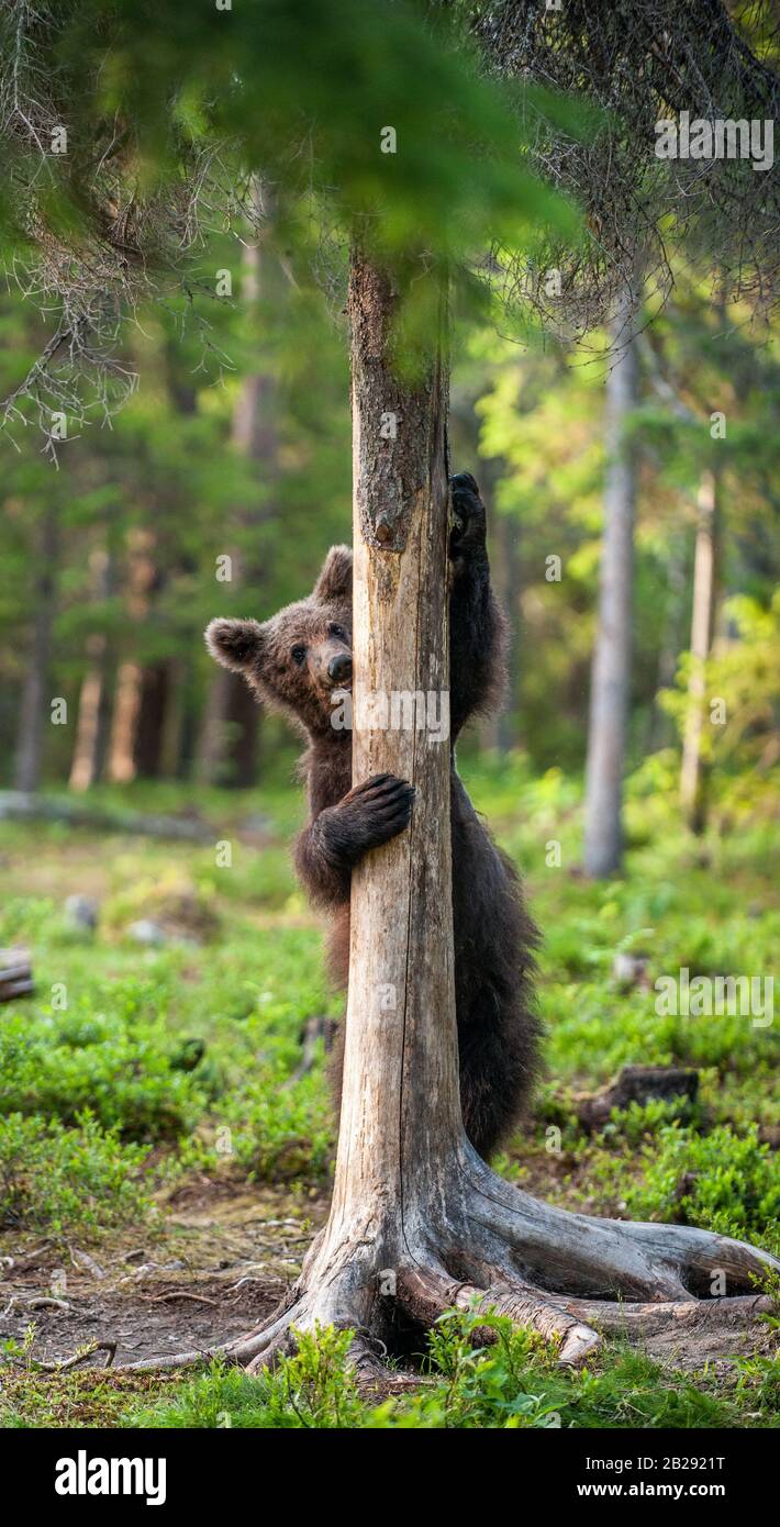 Brown bear cub climbs a pine tree. Natural habitat. Summer forest ...