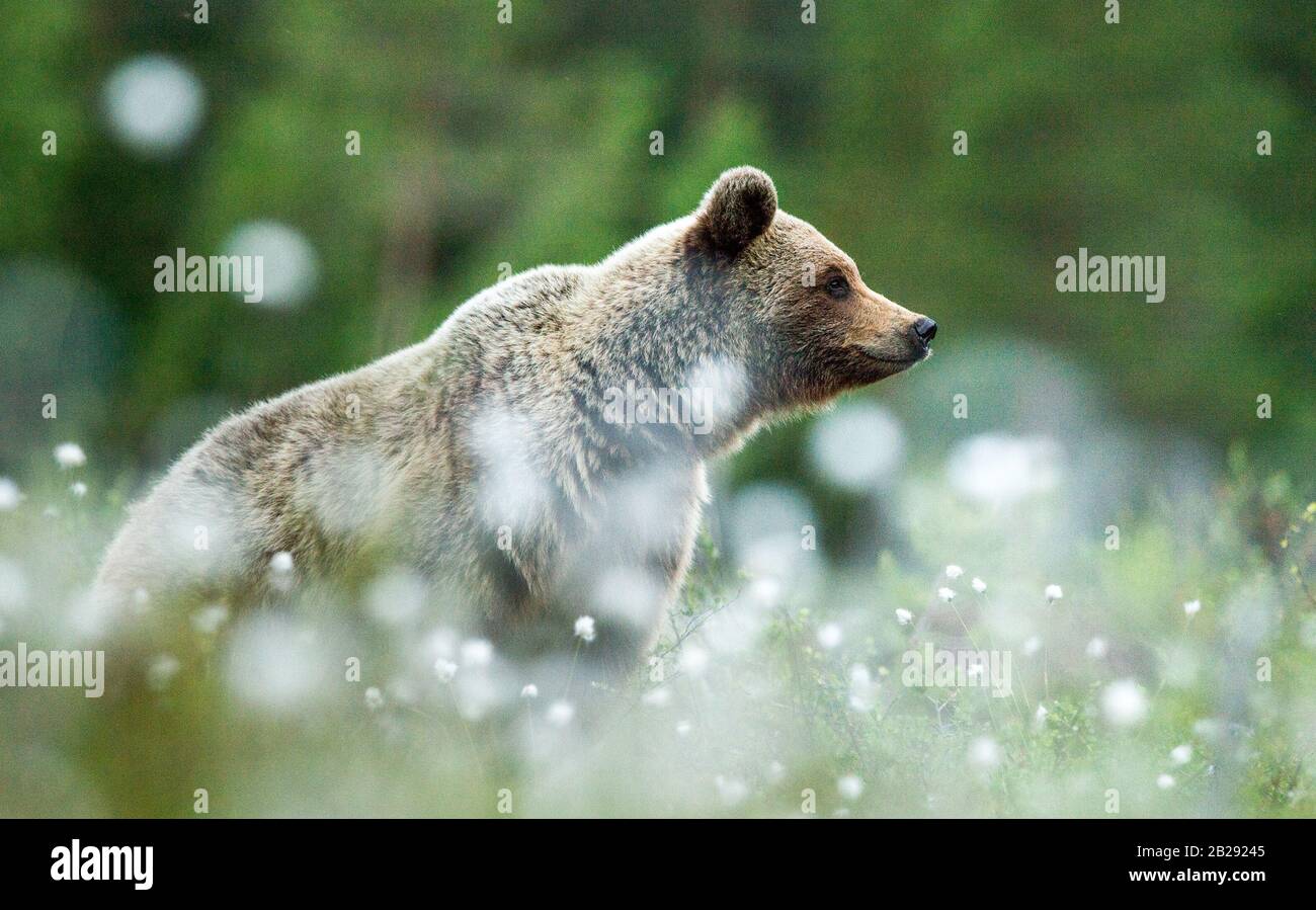 Brown bear in the forest among white flowers. Summer season. Natural ...