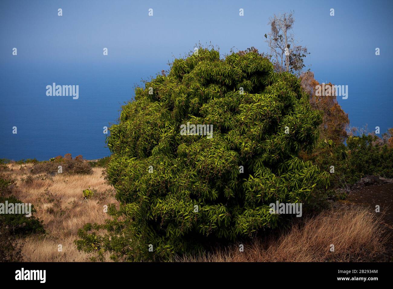 Large Bush on Hillside by Ocean on Big Island in Hawaii Stock Photo
