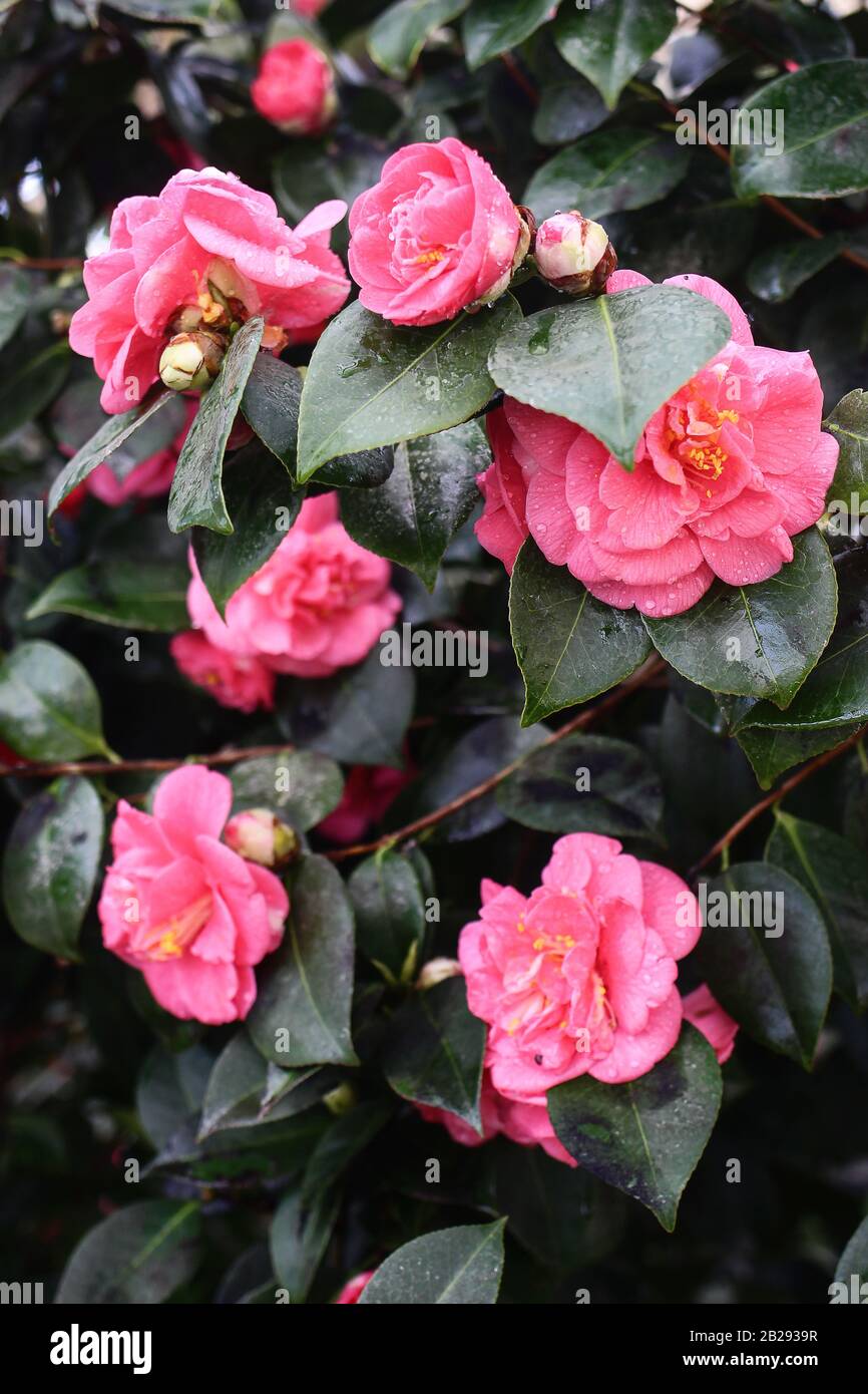 Close up of beautiful pink blossoms and buds of camellia japonica, double flowered cultivar. Dark green leaves with water, dew drops. Blooming Stock Photo