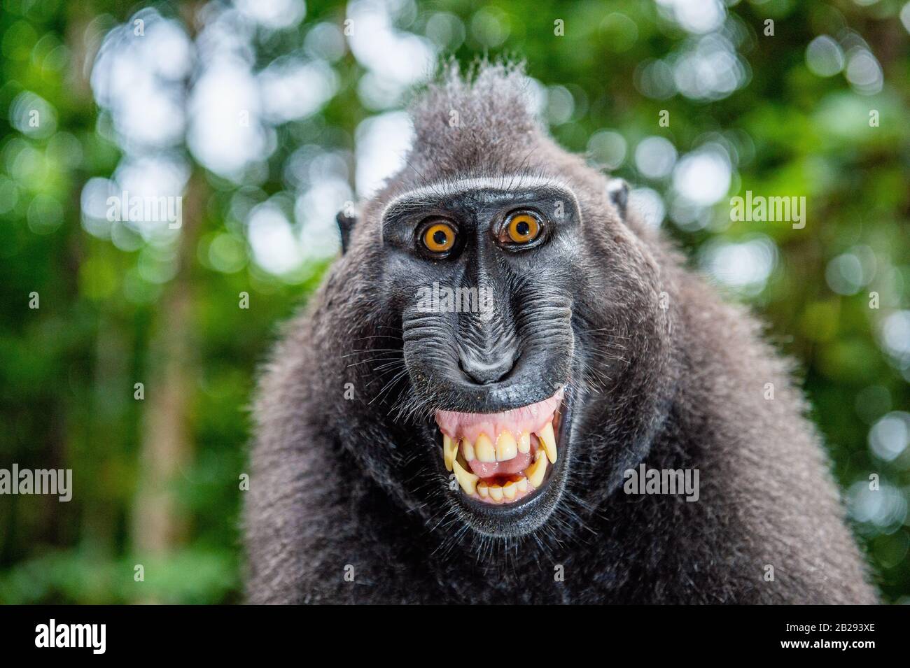 Celebes crested macaque with open mouth. Close up portrait on the green natural background. Crested black macaque, Sulawesi crested macaque, or black Stock Photo
