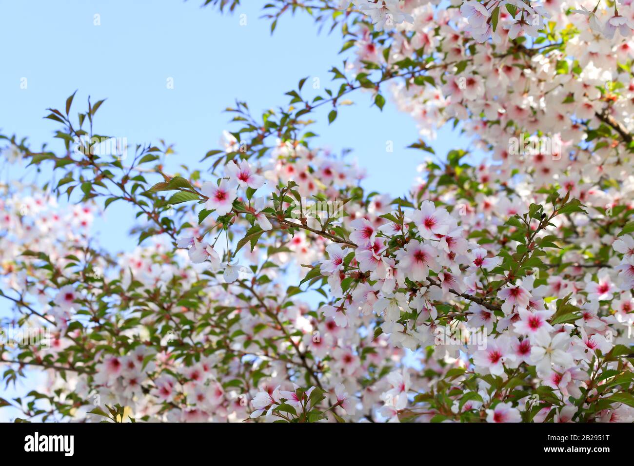 Beautiful white and pink cherry flowers bloom on a tree branch. Cherry ...