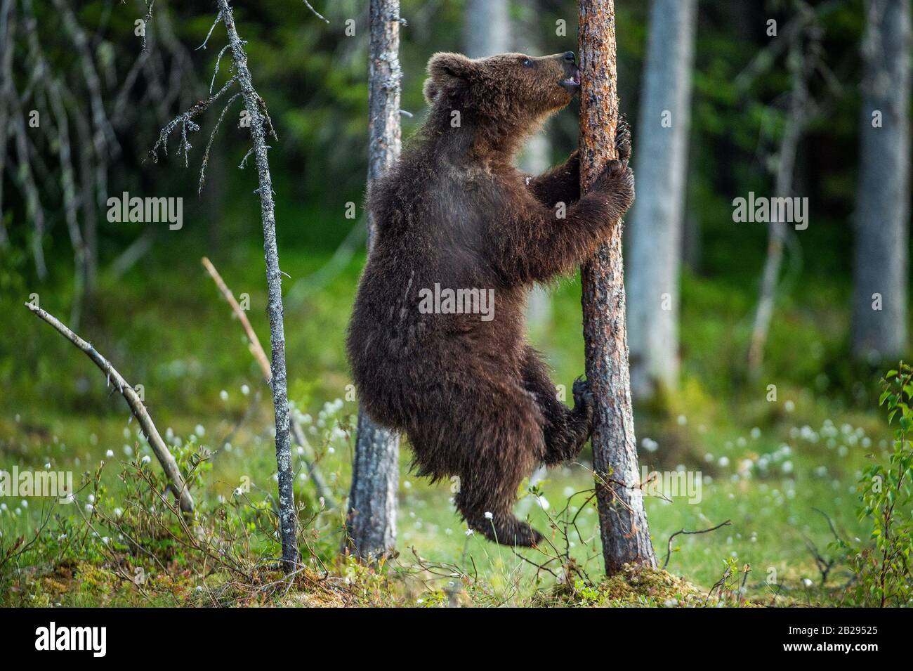 Brown bear cub on the pine tree. Green natural background.  Natural habitat. Summer forest. Scientific name: Ursus arctos. Stock Photo