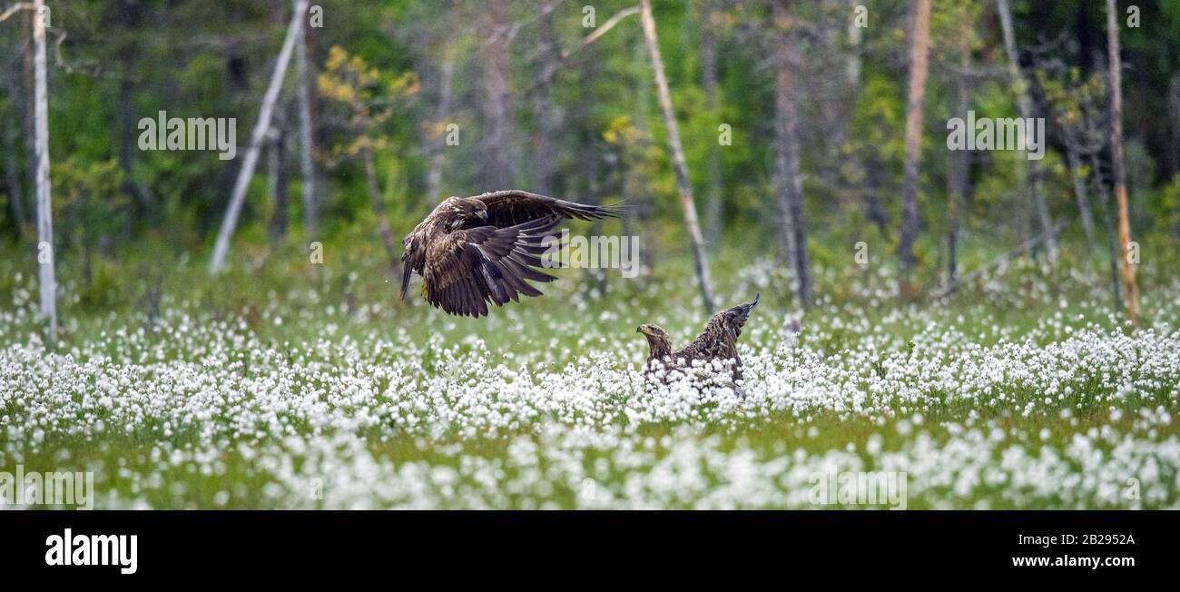 Juvenile White-tailed eagles i in the meadow with white flowers. . Scientific name: Haliaeetus albicilla, Ern, erne, gray eagle, Eurasian sea eagle an Stock Photo