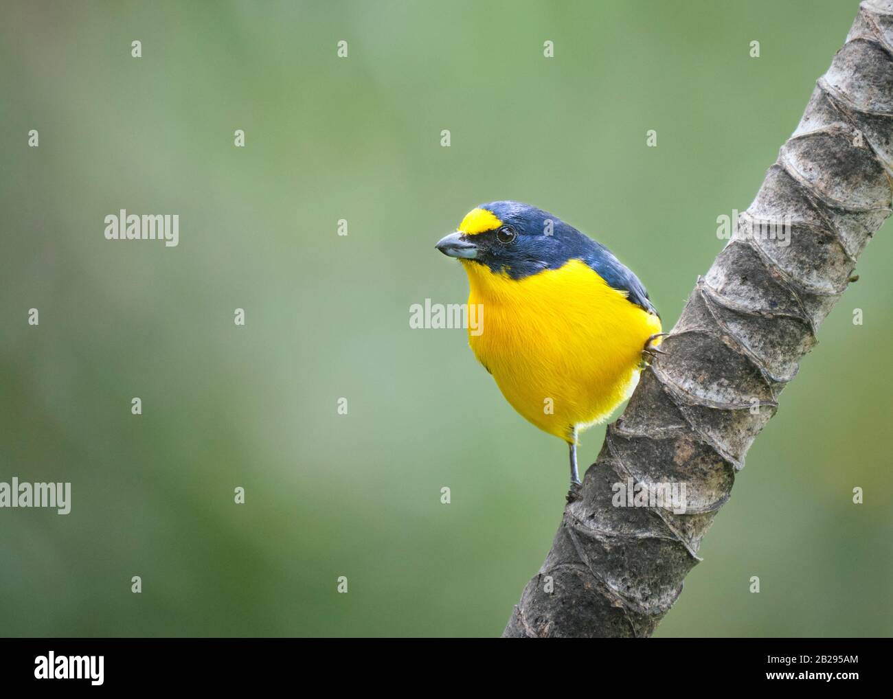A yellow-throated euphonia, a small but vibrant yellow and black bird,  perches on a vertical palm tree branch near Nuevo Arenal, Costa Rica. Stock Photo