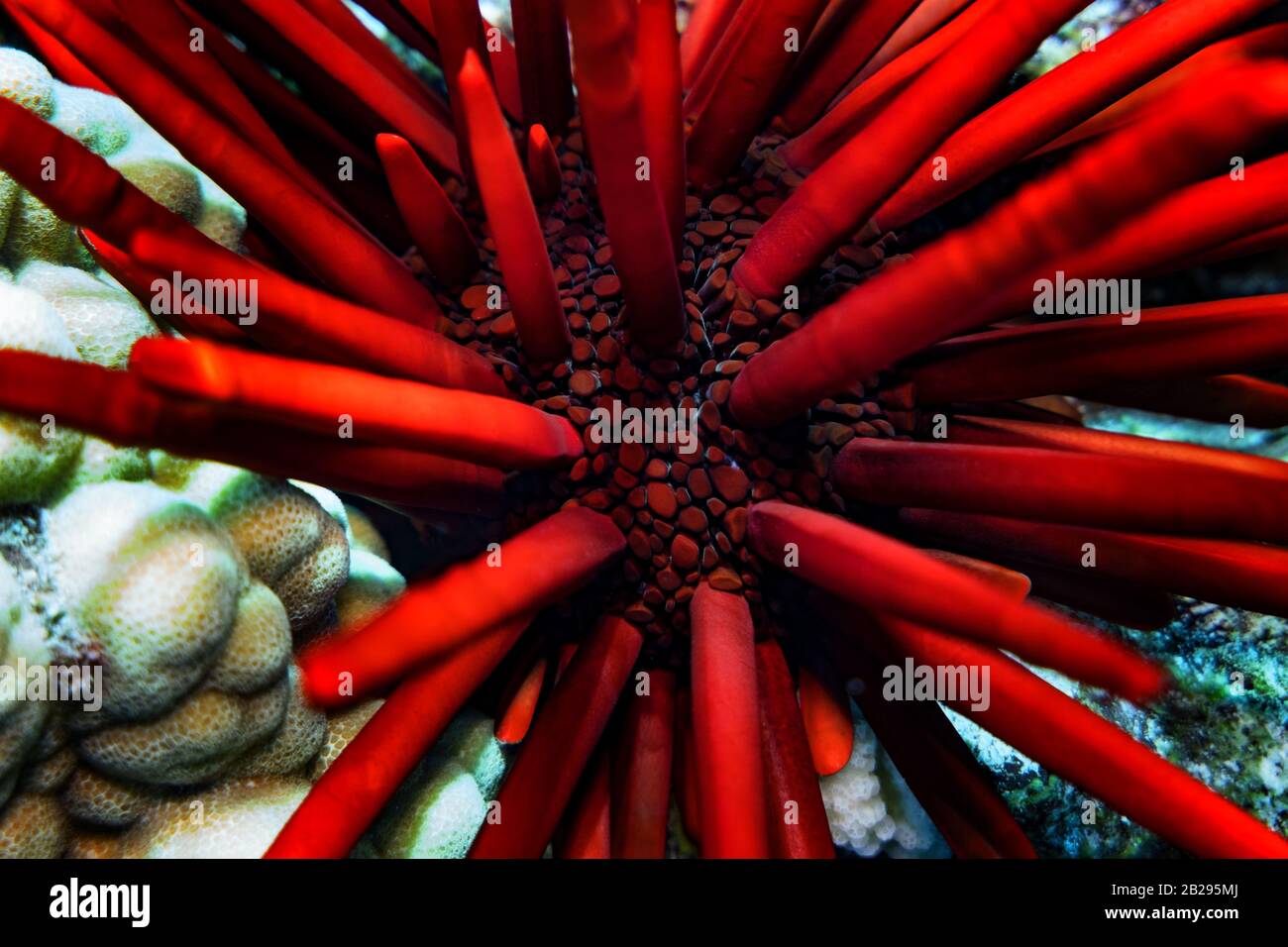 Closeup of red pencil urchin, Maui (Heterocentrotus mamillatus), Hawaii, United States, Pacific Ocean, color Stock Photo