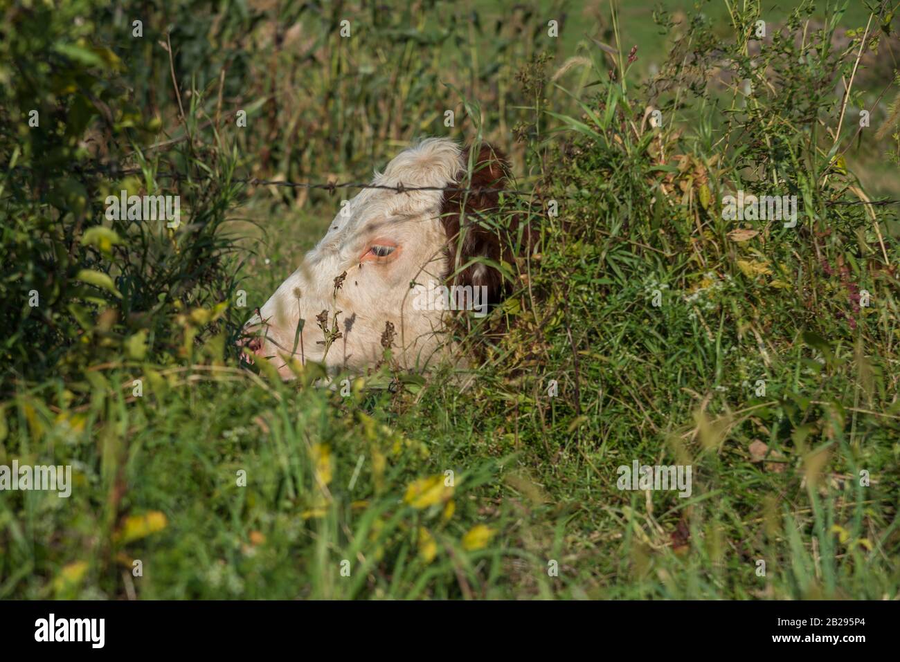 Hereford cow sitting in summer undergrowth with just its face visible Stock Photo