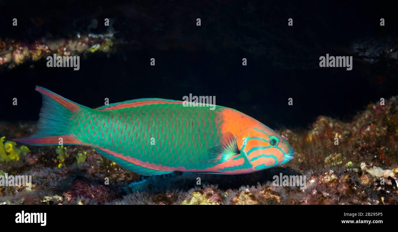 Closeup of male sunset wrasse (Thalassoma grammaticum), tropical East Pacific Ocean, Mexico, color Stock Photo