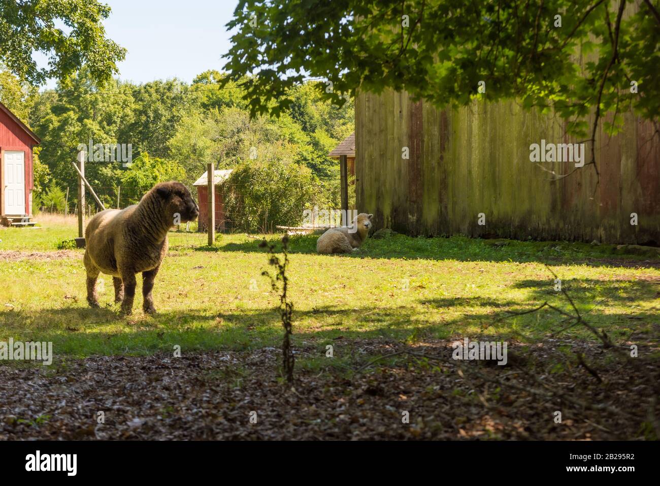 Two sheep resting near old barn on small carmon hot summer day Stock Photo