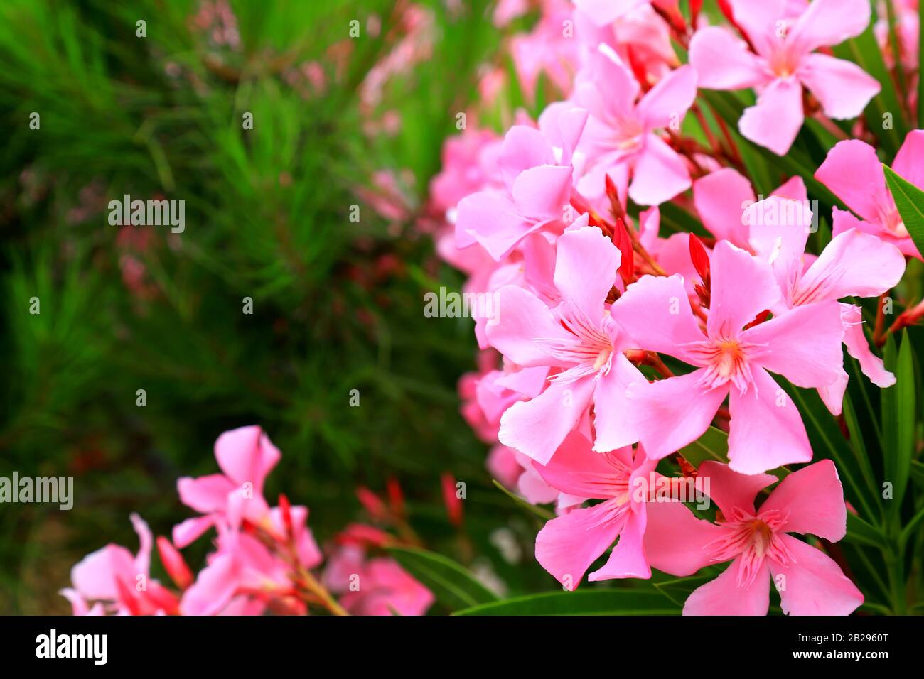 Delicate flowers of a pink oleander, Nerium oleander, bloomed in the spring. Shrub, a small tree from the cornel Apocynaceae family. Stock Photo