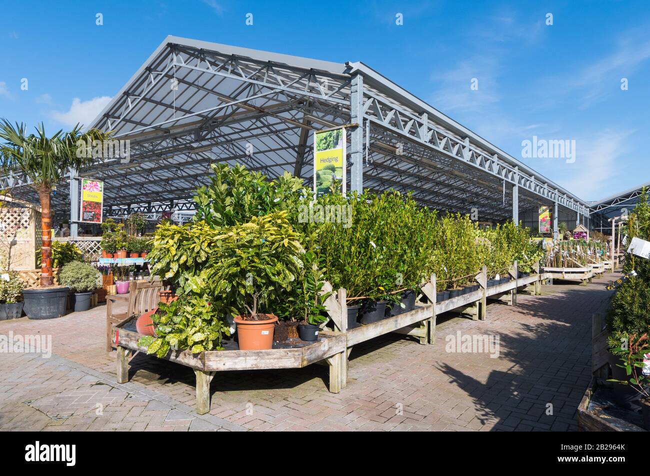 Plants for sale in a British garden centre nursery in England, UK. Stock Photo